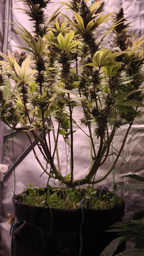 Apricot Auto@FastBuds. Week 12