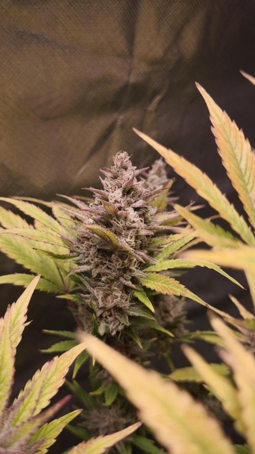 Apricot Auto@FastBuds. Week 12