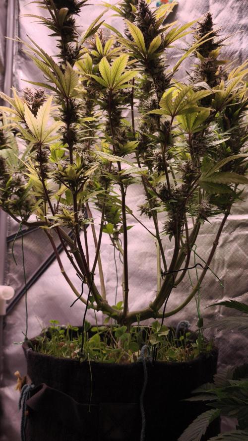 Apricot Auto@FastBuds. Week 12