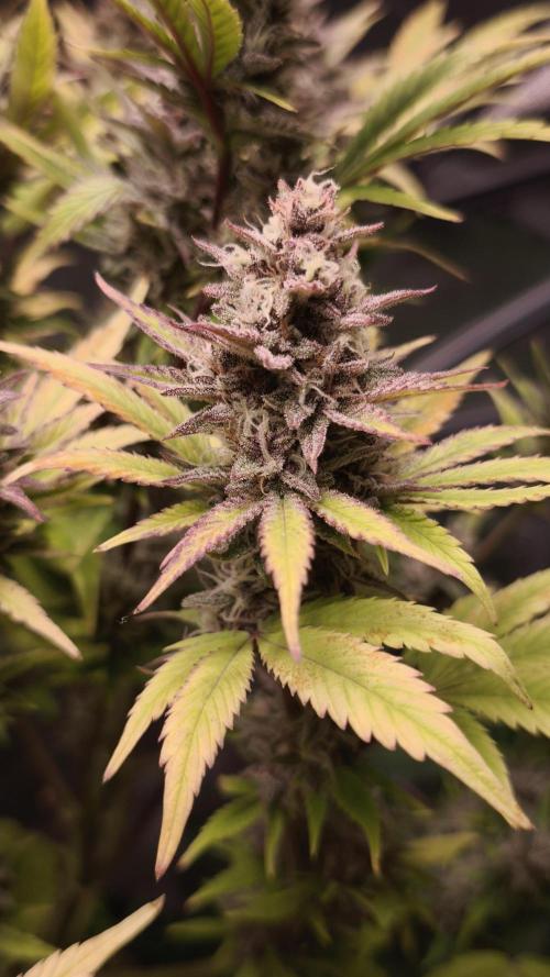 Apricot Auto@FastBuds. Week 12