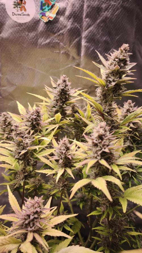 Apricot Auto@FastBuds. Week 12