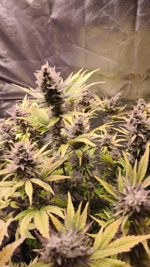 Apricot Auto@FastBuds. Week 12