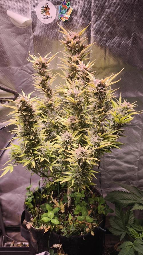 Northern dragon fuel Auto@SSSC. Week 12