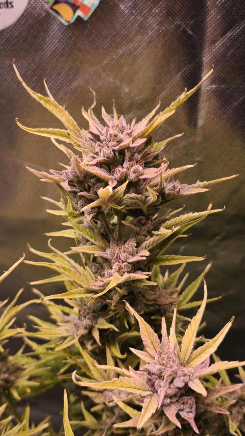 Northern dragon fuel Auto@SSSC. Week 12