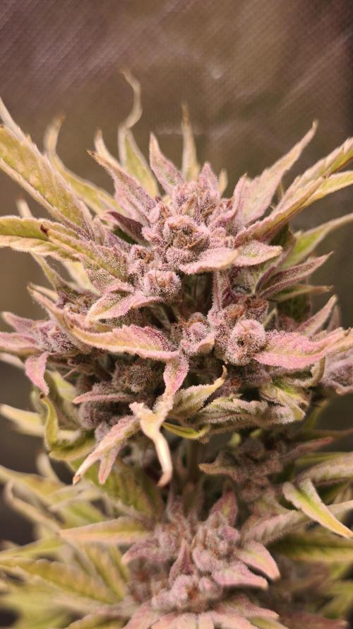 Northern dragon fuel Auto@SSSC. Week 12