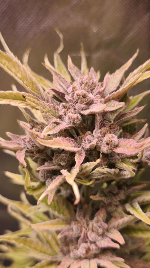Northern dragon fuel Auto@SSSC. Week 12