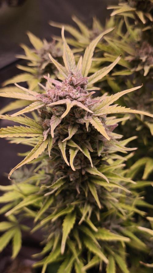 Northern dragon fuel Auto@SSSC. Week 12