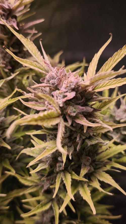 Northern dragon fuel Auto@SSSC. Week 12