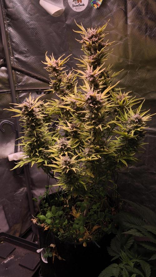 Northern dragon fuel Auto@SSSC. Week 12