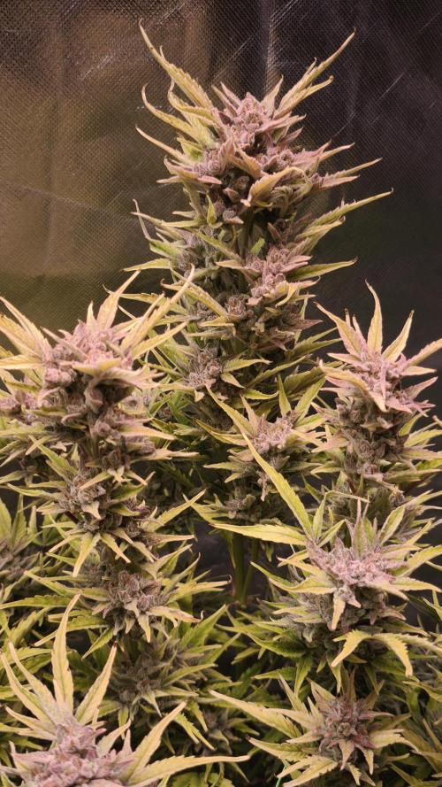Northern dragon fuel Auto@SSSC. Week 12