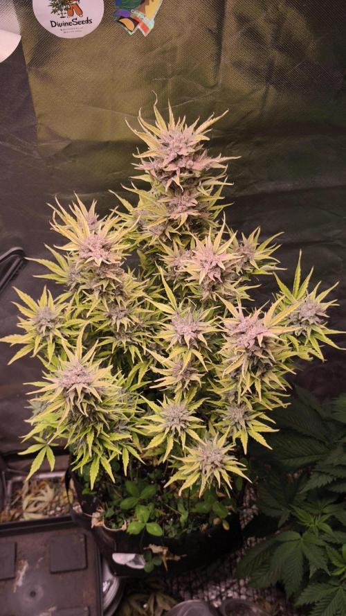 Northern dragon fuel Auto@SSSC. Week 12