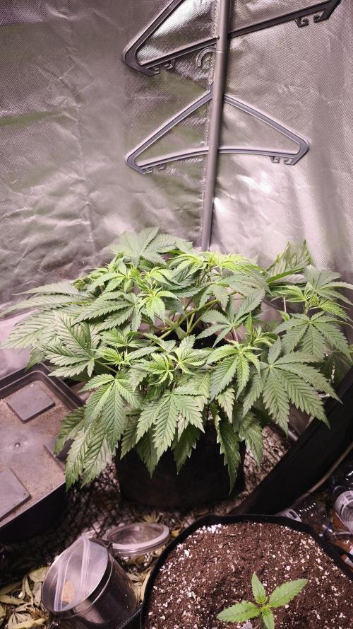 Sticky Broccoli@Zamnesia | Plagron. Week 5