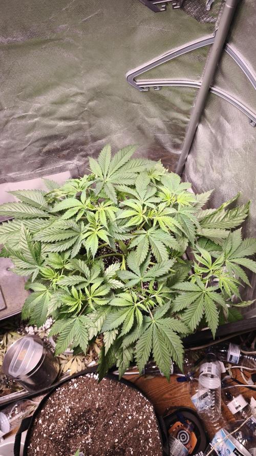 Sticky Broccoli@Zamnesia | Plagron. Week 5