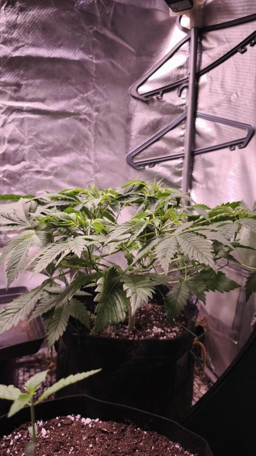 Sticky Broccoli@Zamnesia | Plagron. Week 5