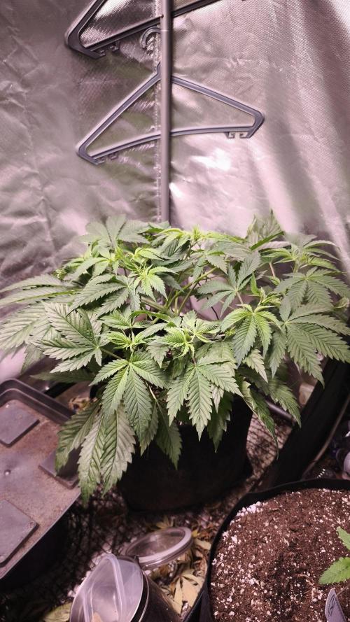 Sticky Broccoli@Zamnesia | Plagron. Week 5