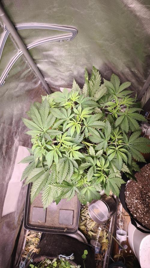 Sticky Broccoli@Zamnesia | Plagron. Week 5
