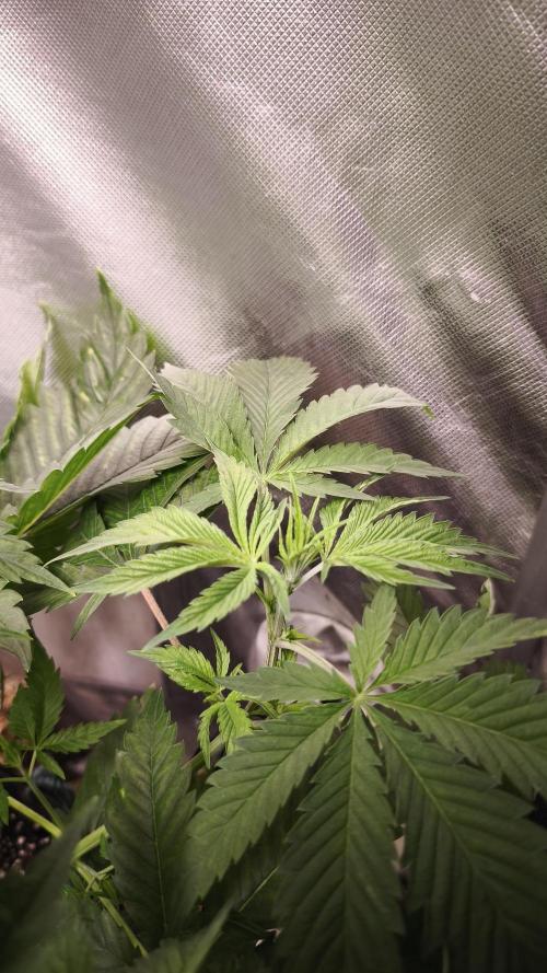 Sticky Broccoli@Zamnesia | Plagron. Week 5