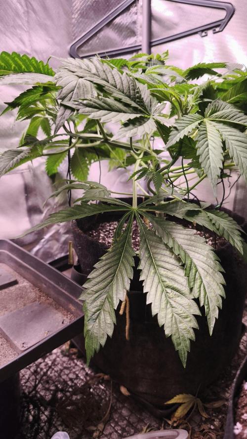 Sticky Broccoli@Zamnesia | Plagron. Week 5