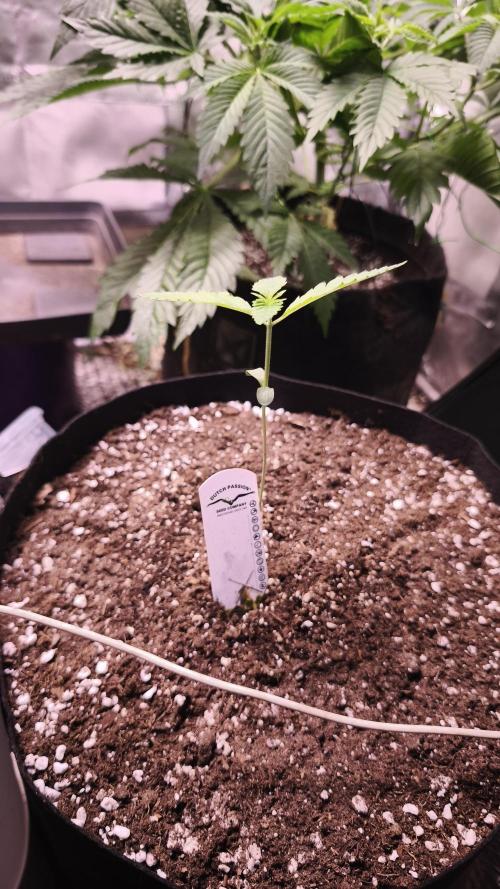 The Tropical Ice Cream One@USAGenetics26. Week 1