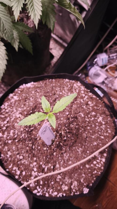 The Tropical Ice Cream One@USAGenetics26. Week 1