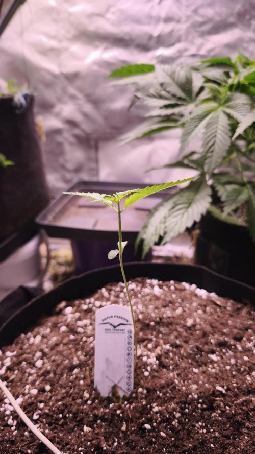 The Tropical Ice Cream One@USAGenetics26. Week 1