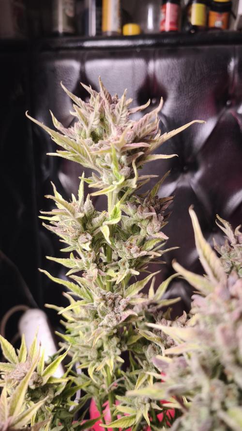 Northern dragon fuel Auto@SSSC. Week 12