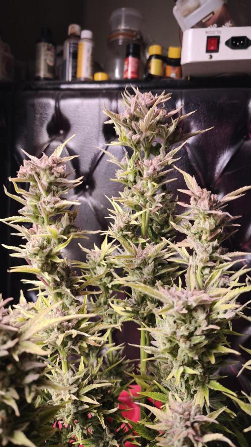 Northern dragon fuel Auto@SSSC. Week 12