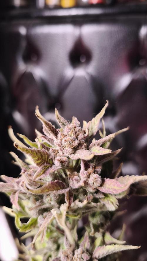 Northern dragon fuel Auto@SSSC. Week 12