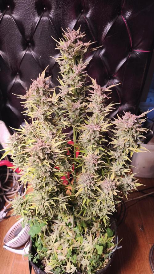 Northern dragon fuel Auto@SSSC. Week 12