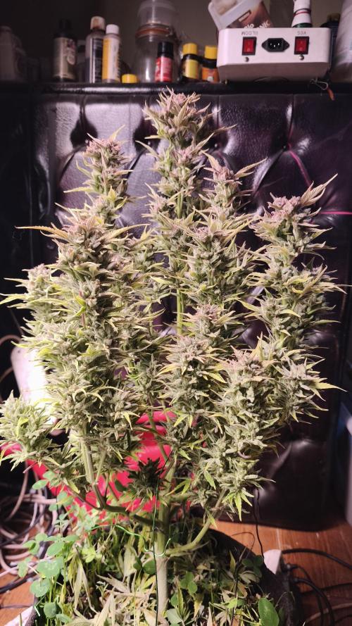 Northern dragon fuel Auto@SSSC. Week 12