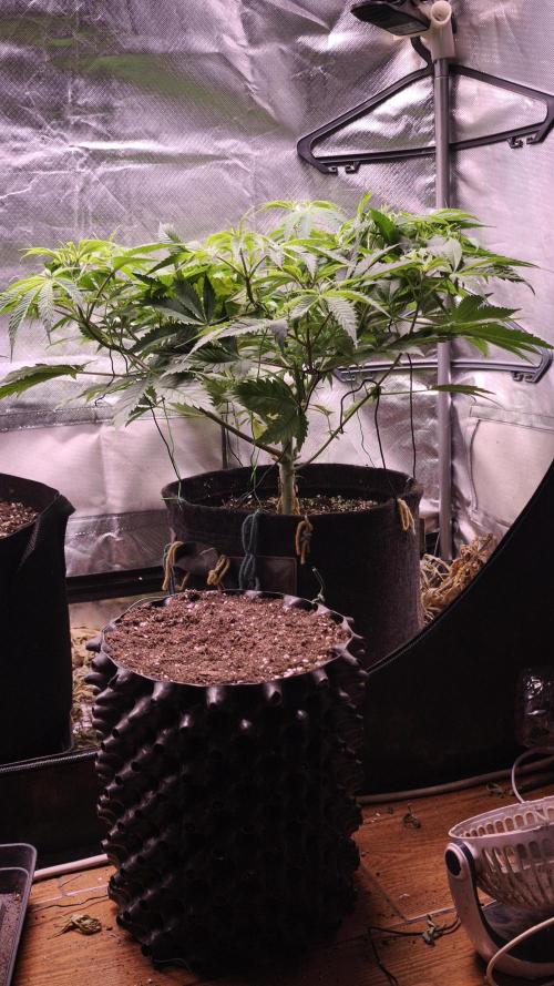 Sticky Broccoli@Zamnesia | Plagron. Week 6