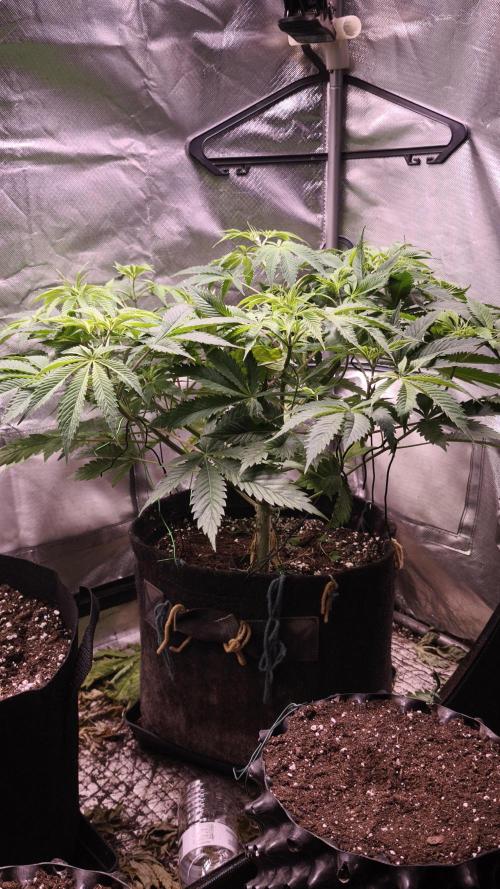 Sticky Broccoli@Zamnesia | Plagron. Week 6
