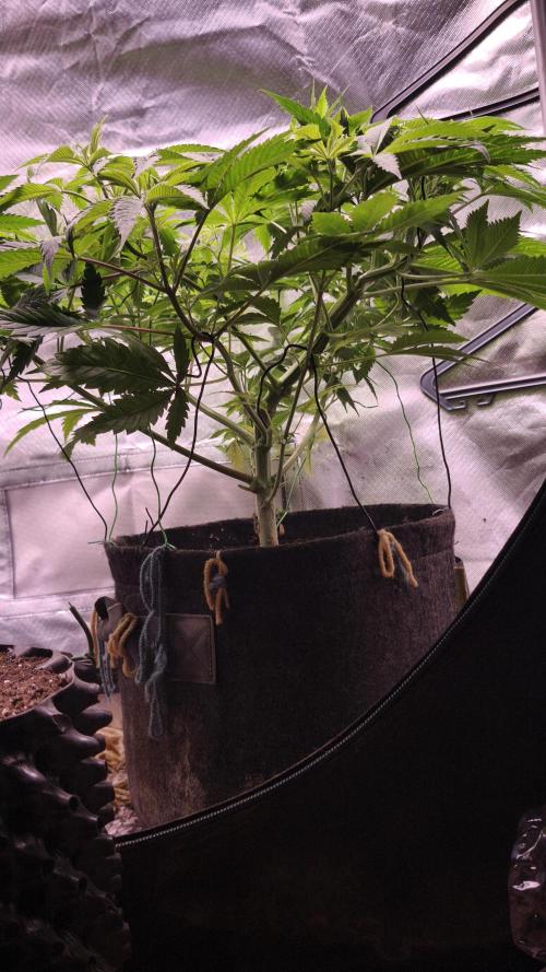 Sticky Broccoli@Zamnesia | Plagron. Week 6