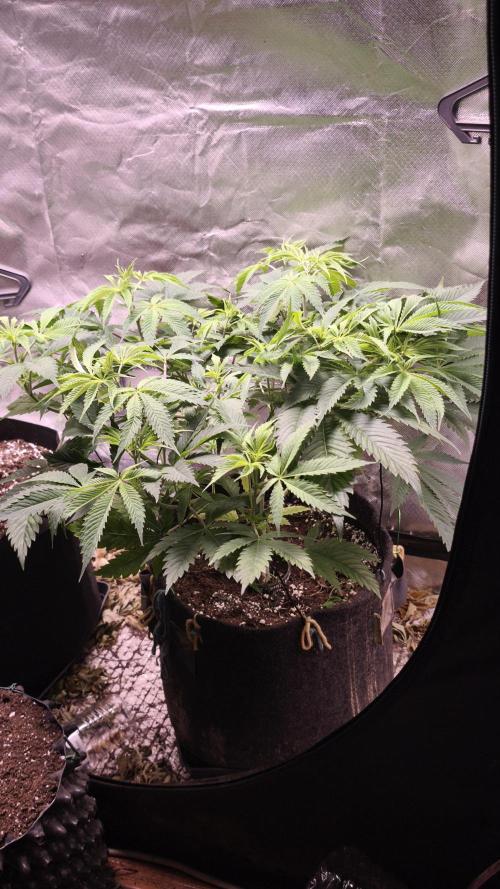 Sticky Broccoli@Zamnesia | Plagron. Week 6