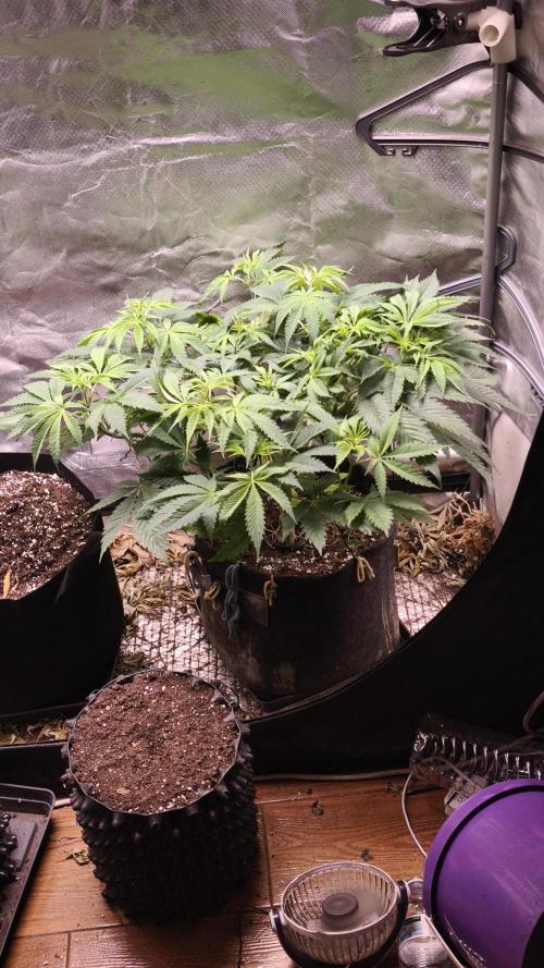 Sticky Broccoli@Zamnesia | Plagron. Week 6