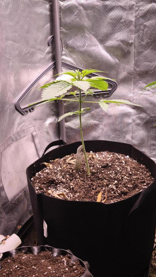 The Tropical Ice Cream One@USAGenetics26. Week 2