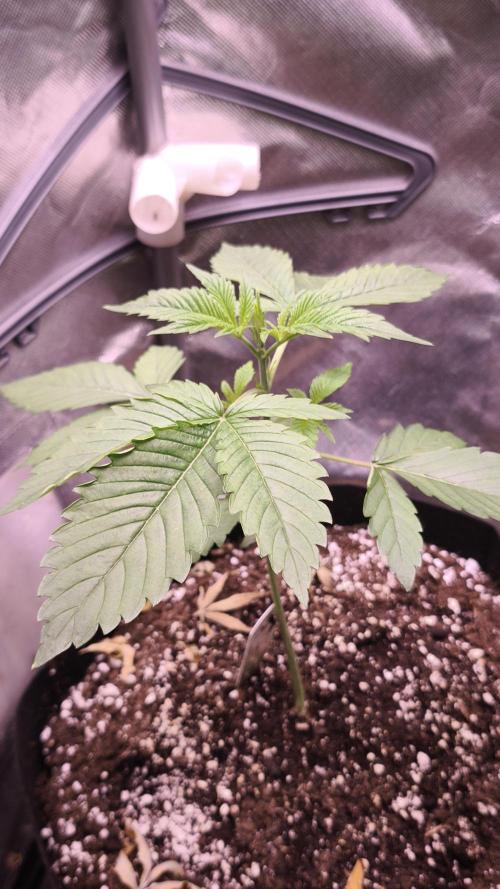 The Tropical Ice Cream One@USAGenetics26. Week 2