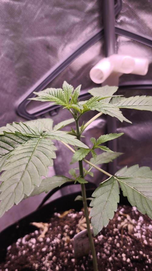 The Tropical Ice Cream One@USAGenetics26. Week 2
