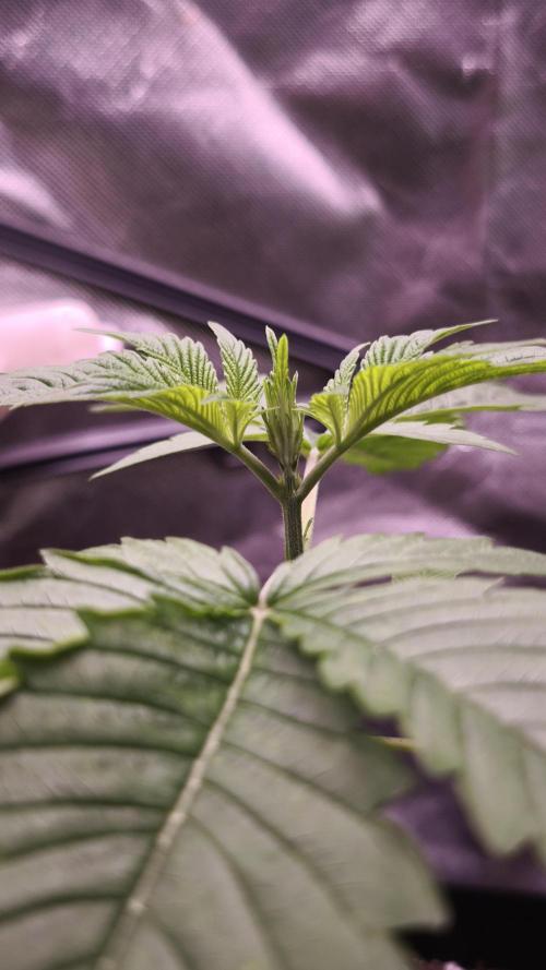 The Tropical Ice Cream One@USAGenetics26. Week 2
