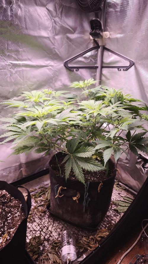 Sticky Broccoli@Zamnesia | Plagron. Week 6