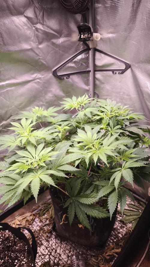 Sticky Broccoli@Zamnesia | Plagron. Week 6