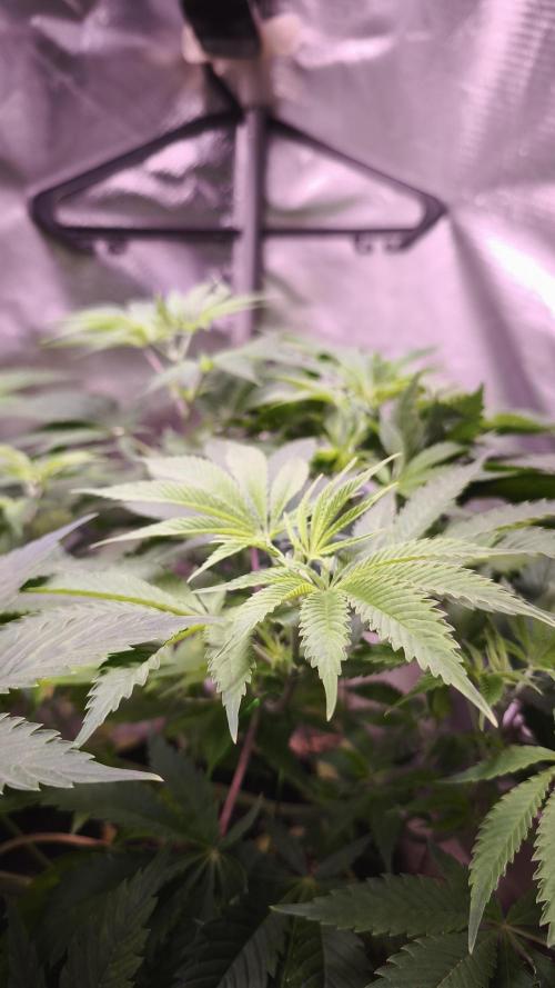 Sticky Broccoli@Zamnesia | Plagron. Week 6