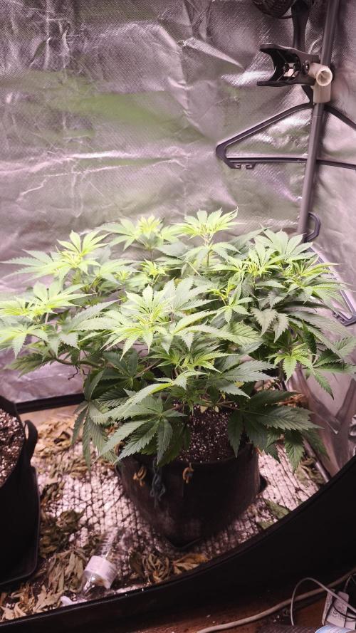 Sticky Broccoli@Zamnesia | Plagron. Week 6
