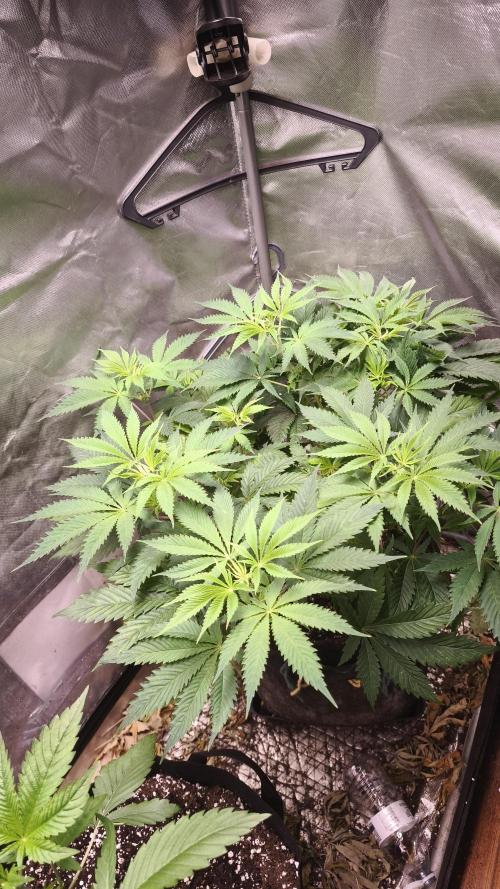 Sticky Broccoli@Zamnesia | Plagron. Week 6
