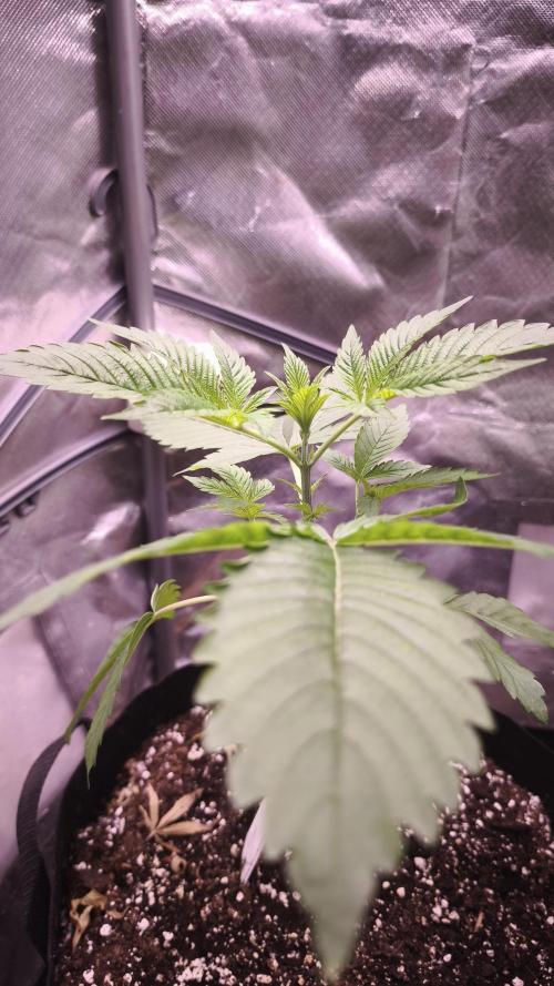 The Tropical Ice Cream One@USAGenetics26. Week 2