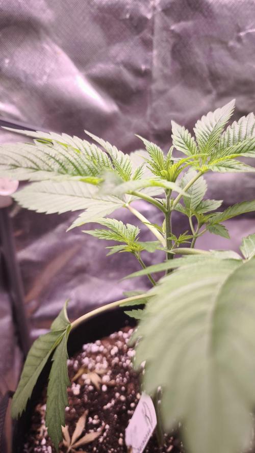 The Tropical Ice Cream One@USAGenetics26. Week 2