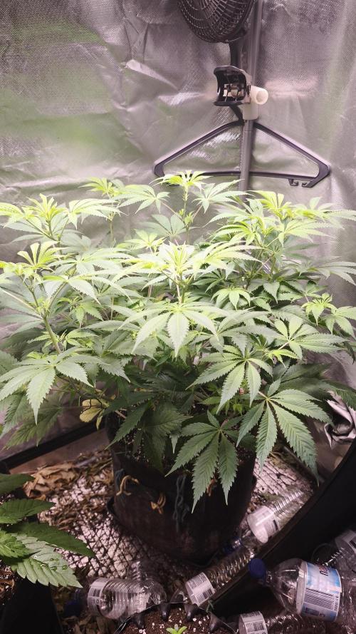 Sticky Broccoli@Zamnesia | Plagron. Week 7