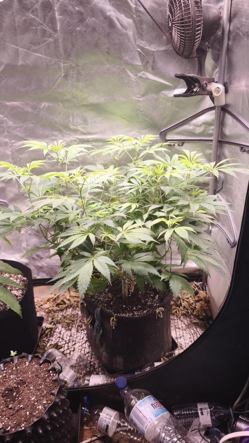 Sticky Broccoli@Zamnesia | Plagron. Week 7