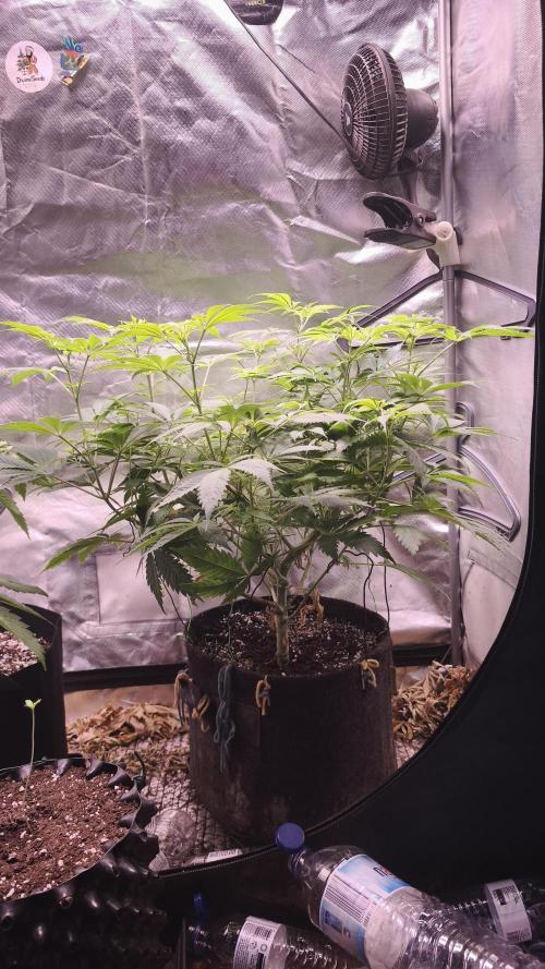 Sticky Broccoli@Zamnesia | Plagron. Week 7