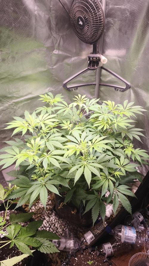Sticky Broccoli@Zamnesia | Plagron. Week 7